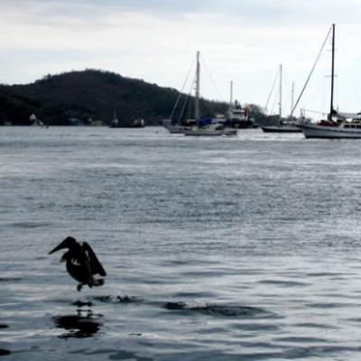 Amerissage d'un pélican sur l'eau dans la marina de Chaguamaras