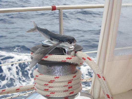 Poisson volant