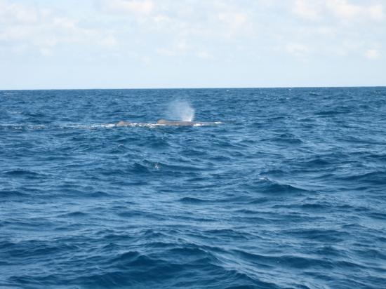 Respiration de baleine