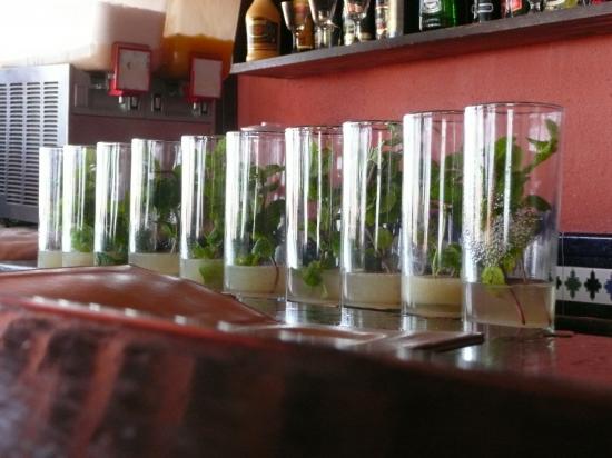 L'apéritif traditionnel: Le Moquito