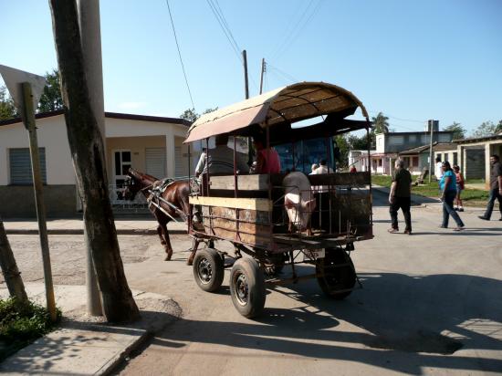 Transport de porcs