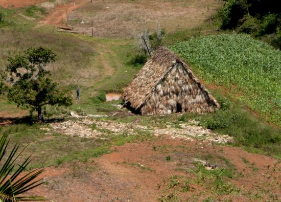 Petite cabane de séchage du tabac fabriquée à l'aide de palmes
