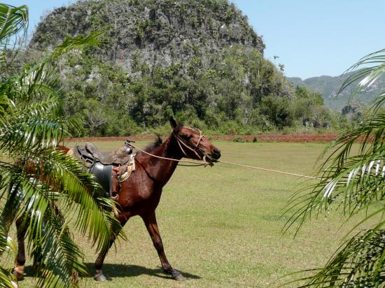 Le cheval est encore très utilisé dans les campagnes