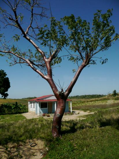 L'arbre du voyageur...