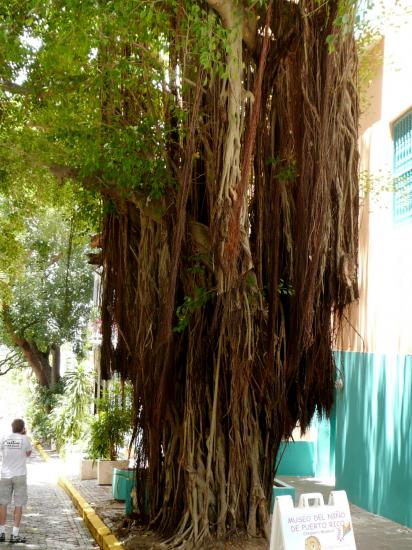 Lianes
