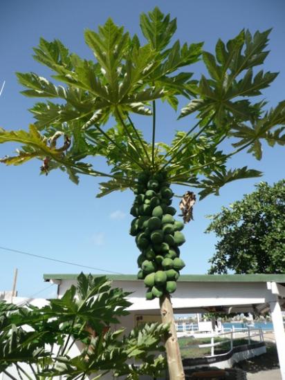 De la Martinique à trinidad et Tobago