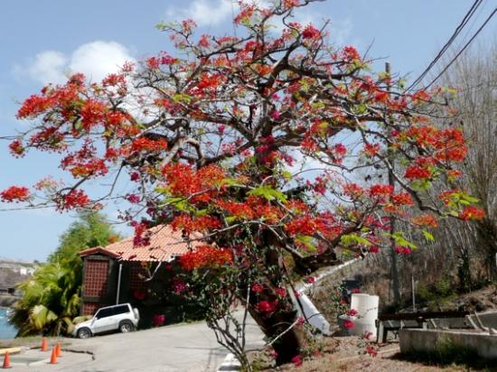 De la Martinique à trinidad et Tobago