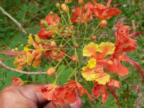 De la Martinique à trinidad et Tobago