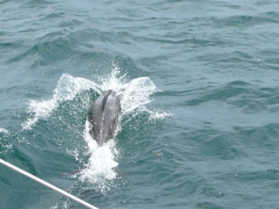 Coucou le dauphin
