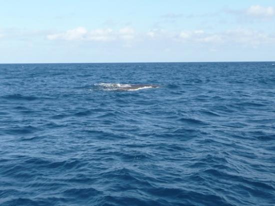 Un couple de baleines
