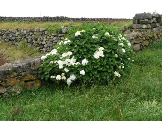 L'hortensia borde toutes les routes, délimite les parcelles de champs et de prairies aux Açpres. C'est superbe