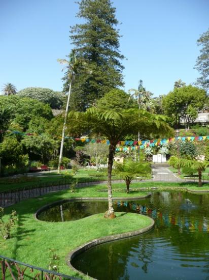 Fougère arborescente dans un petit parc de la ville
